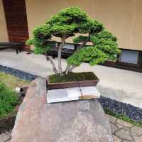 Omiya Bonsai Art Museum, Saitama 🗺️