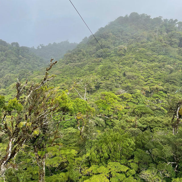 Flying through the rainforest 