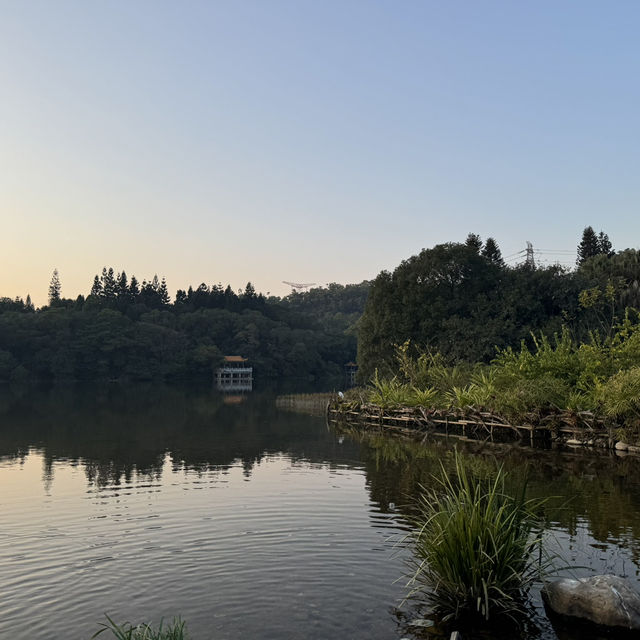*深圳仙湖植物園——都市中的綠色天堂*