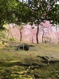 【京都:城南宮】京都の隠れた名所で特別な春を🌺✨