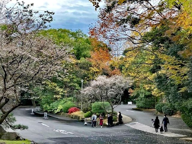櫻花之地之熱田神宮