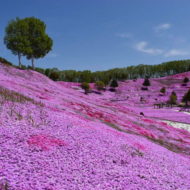 Spring shibasakura sightseeing 