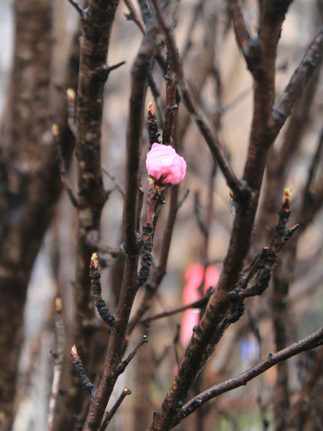 Whispers of Spring in Takayama’s Old Town 🌸