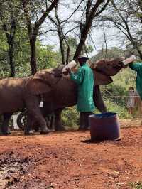 Nairobi Elephant Orphanage – Tiny Trunks, Big Hearts 🐘