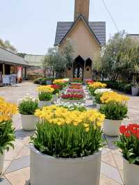 Tulip Heaven at Nabana no Sato in Spring