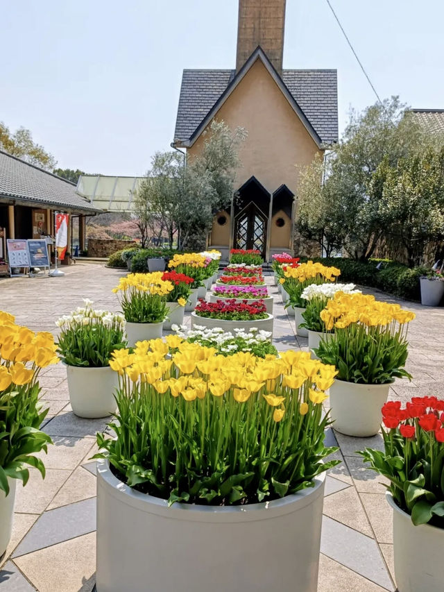 Tulip Heaven at Nabana no Sato in Spring
