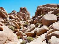 Joshua Tree National Park - the USA’s forgotten gem! 