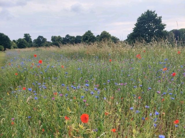 Syon Park, London