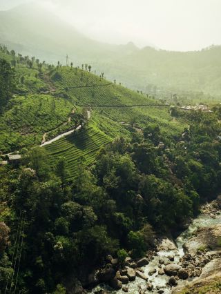 Tea Plantations in Munnar,Kerala🍃