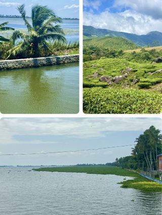 胡椒種植園節奏