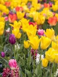 Life always needs a spring reserved for the Netherlands, to see the tulip fields.