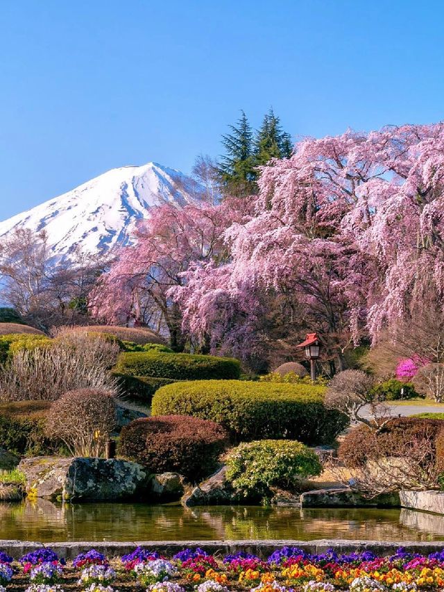 Japan's Mount Fuji 🌸 | A Collection of Cherry Blossom Viewing Spots at Mount Fuji