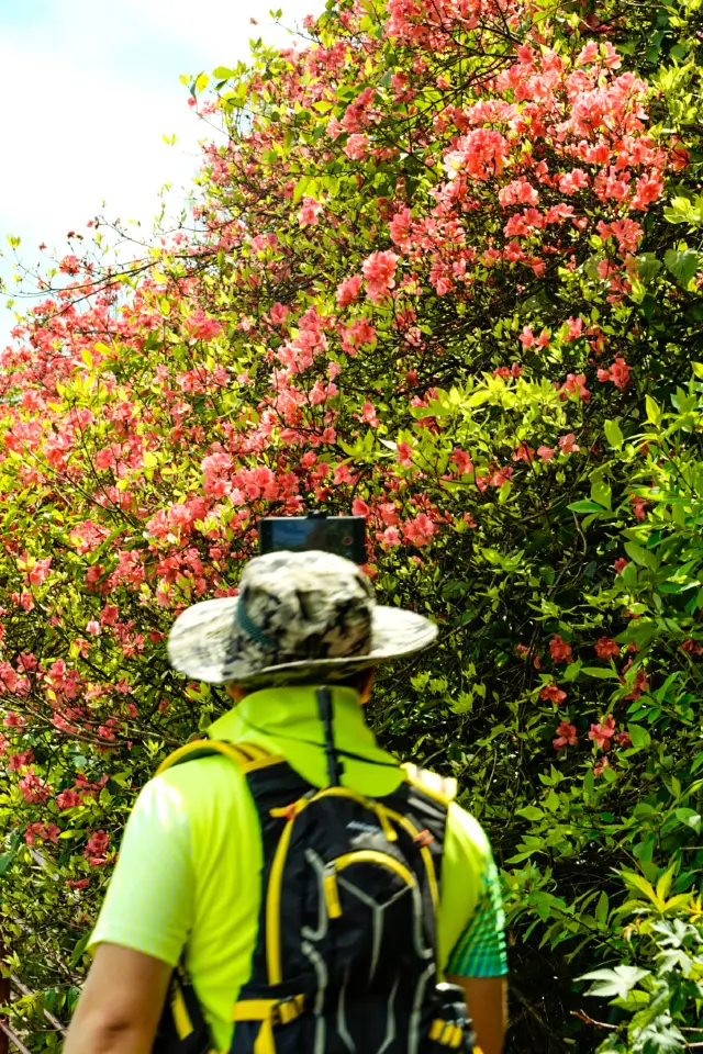 This is not Bijie! The thousand-acre azaleas in Hangzhou are not visible to ordinary people.