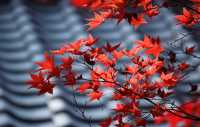 東北の紅葉