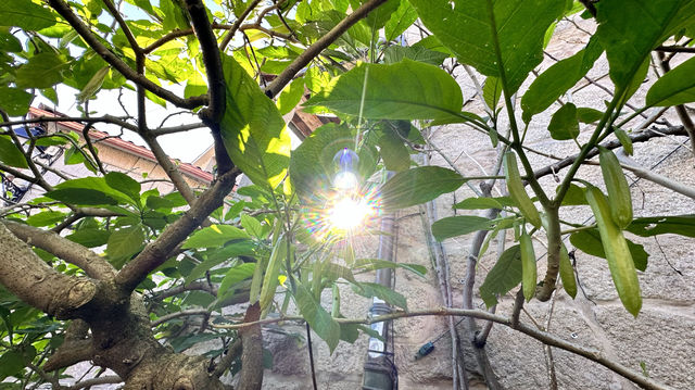 西班牙加利西亞保存最完好的傳統建築的漁鎮之一科巴羅Comba