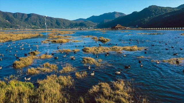 觀鳥聖地，冬日靜謐美好：騰衝北海濕地