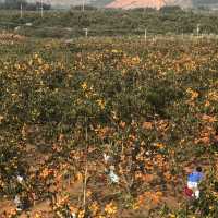 Persimmon Season in Guangdong 