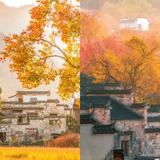 Autumn Travel Guide in Jiangnan｜Tour Guide for Hongcun, Anhui and Surrounding Attractions