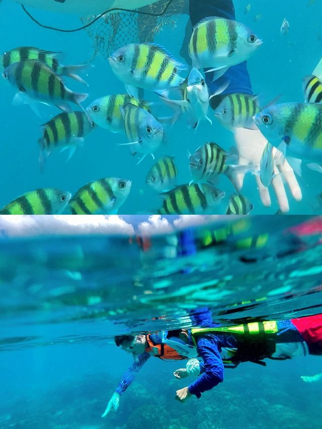 泰國藍夢之旅：洛克島的光影浮潛奇遇