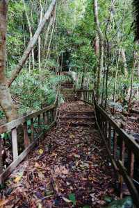 冬季到海南來看山，徒步行走在熱帶雨林