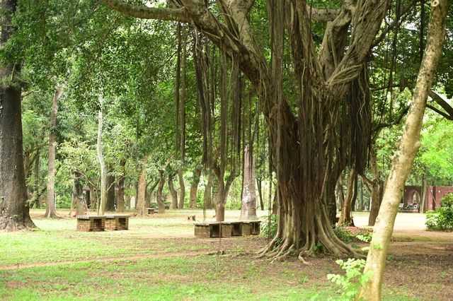 城市裡的森林公園