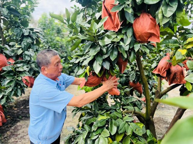 山間柚子，山腳溪流，不負一場秋日之私語
