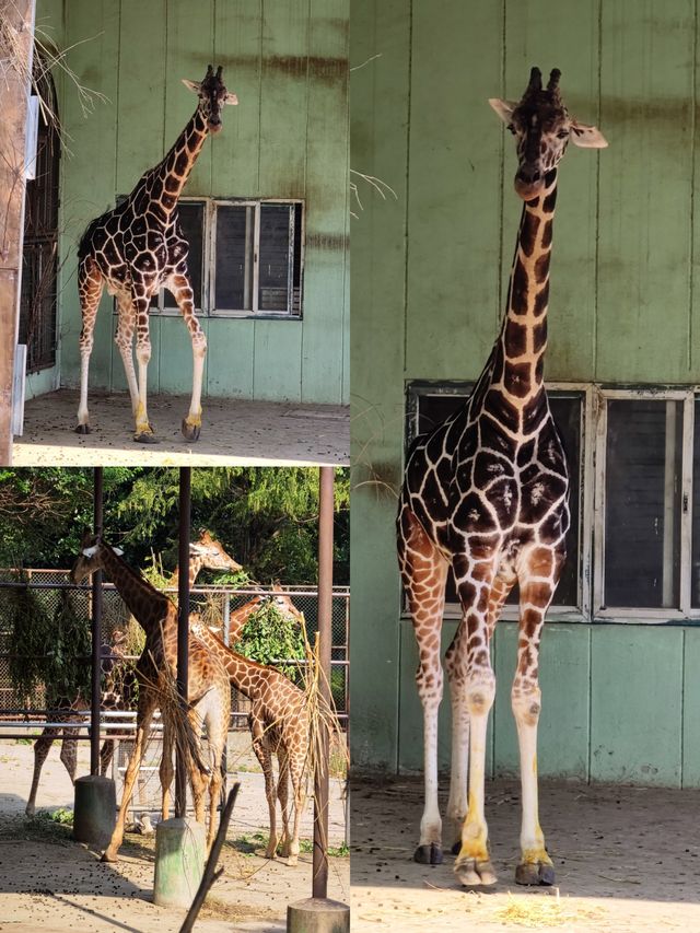 南京｜紅山森林動物園