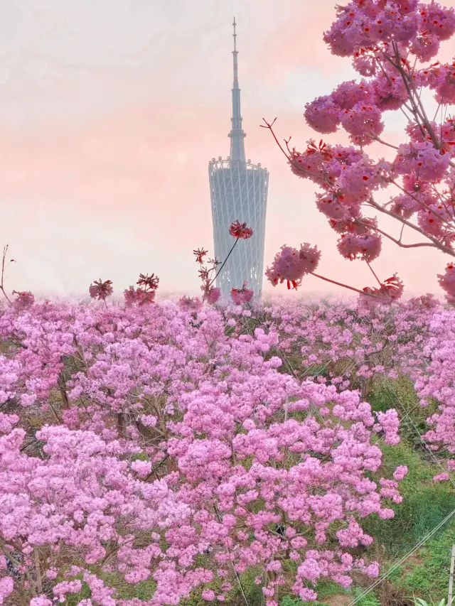 Guangzhou, the city of flowers, is filled with romance as the purple jacaranda blooms