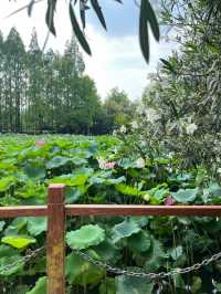 冬季戶外·自由之光·黃興公園