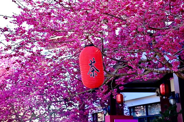 邂逅櫻花季 : 永福櫻花園，美得讓人窒息!