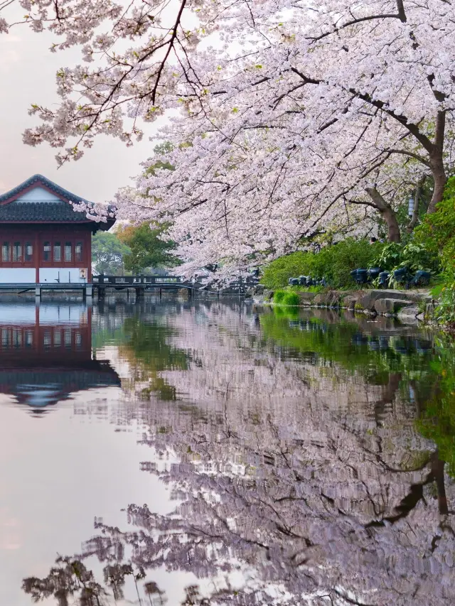 錯過杭州這處櫻花該有多遺憾