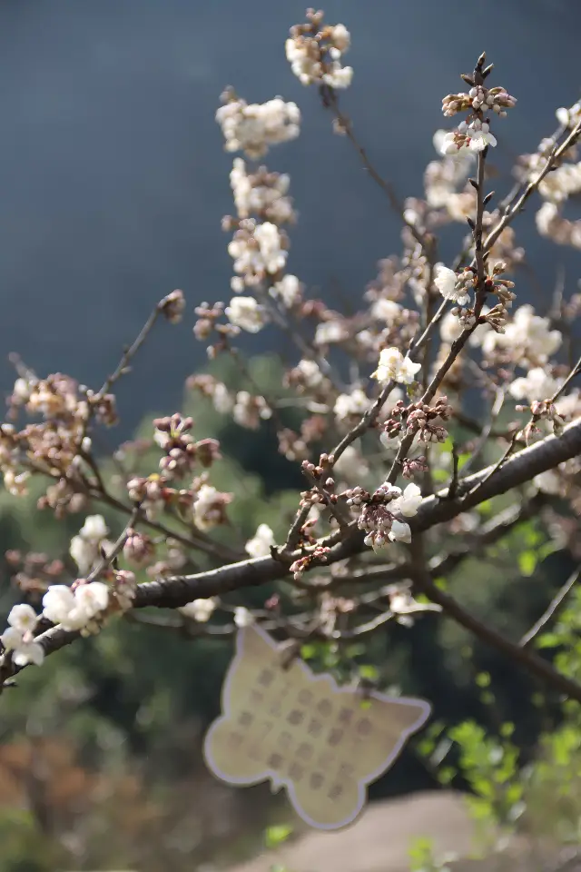 驚蟄｜春日“予警”，桜花桃李次第に開く