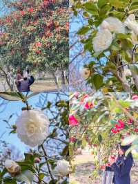 2024年南京追花日記：山茶花