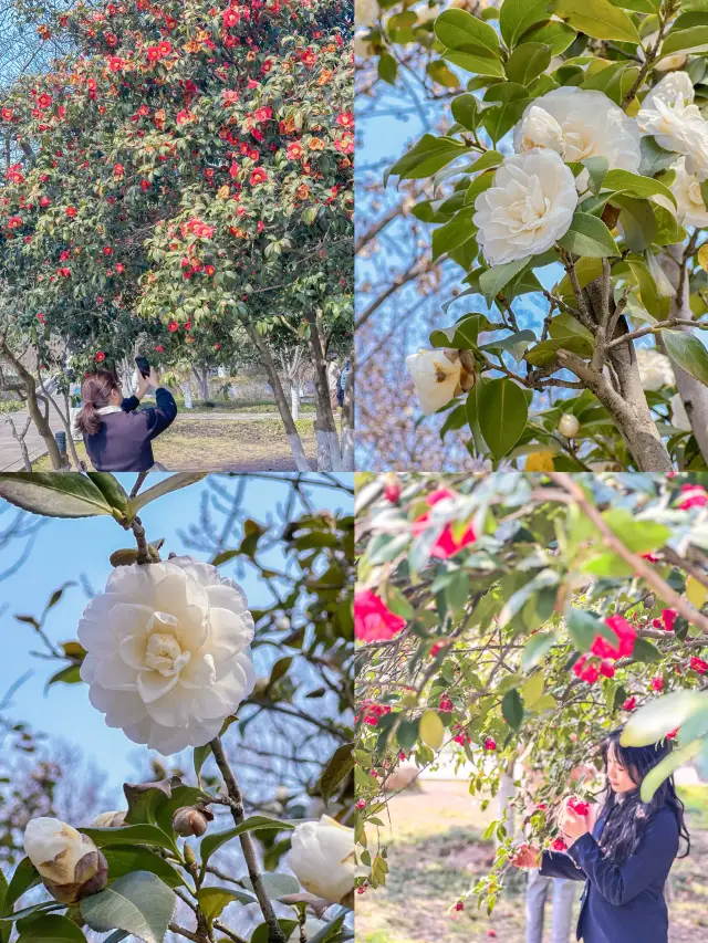 2024 Nanjing Flower Chasing Diary: Camellias