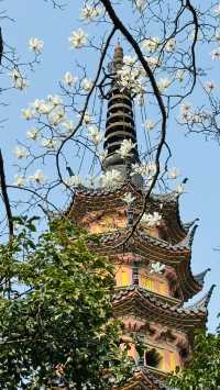 一枝獨秀白玉蘭