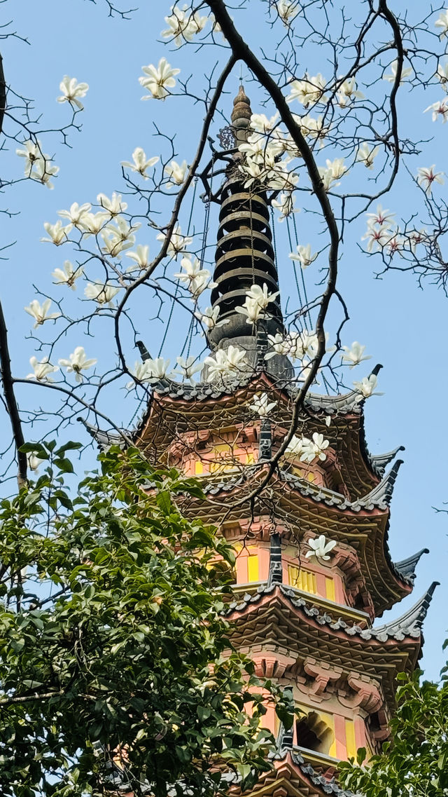 一枝獨秀白玉蘭