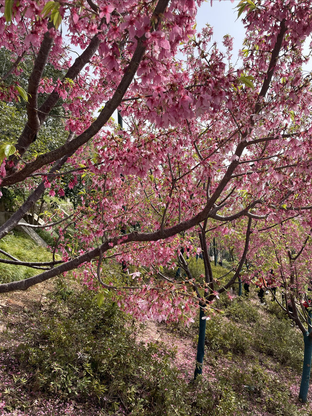 龜山公園的山櫻