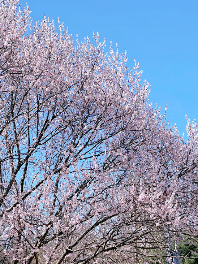 奧森北園賞桃花