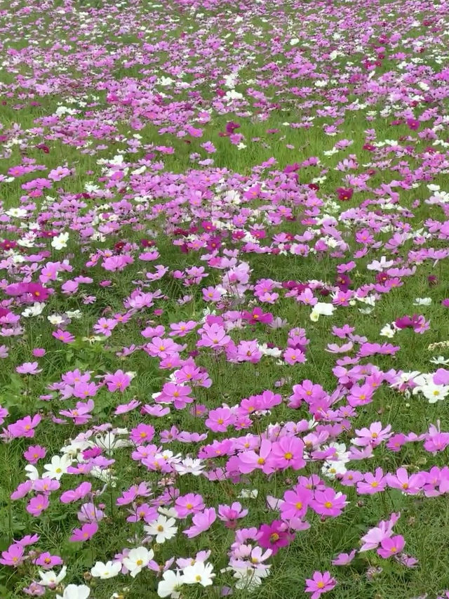 還得是惠州呀！春日浪漫粉紅花海！美絕了