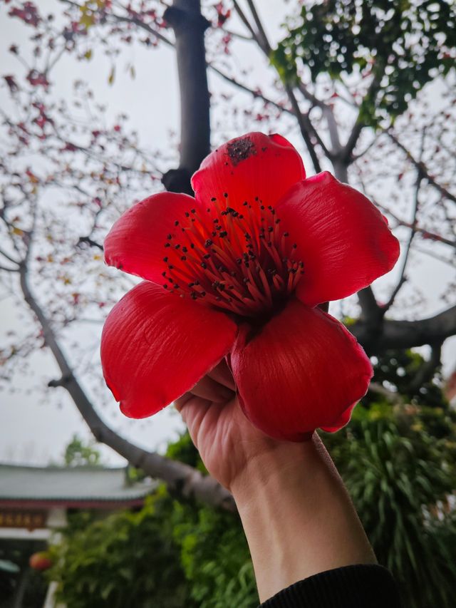 藏在寺廟裡的春天，南普陀寺木棉花開（附攻略）