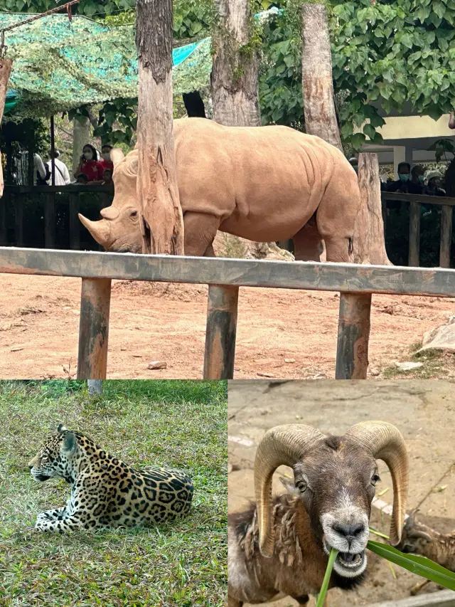 廣州動物園，避開人頭遊玩攻略