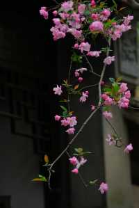 二泉書院