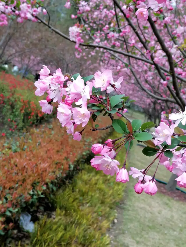 The garden's spring beauty is all bestowed to the begonias