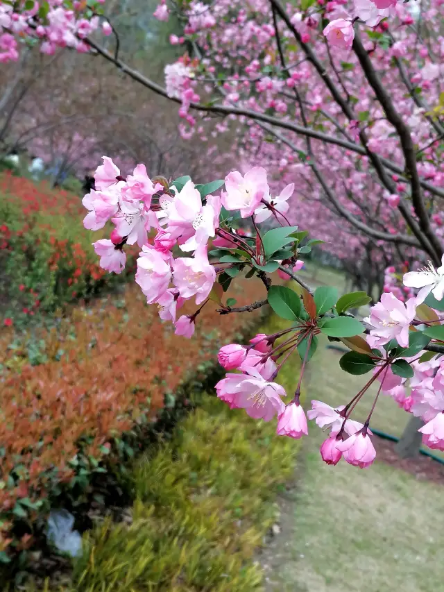 สวนทั้งหมดเต็มไปด้วยสีสันของฤดูใบไม้ผลิที่ถูกมอบให้กับดอกไฮเทียง