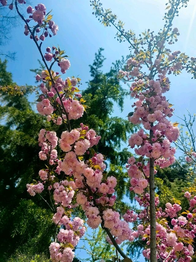 Blooms, blooms, and more blooms! 🪷