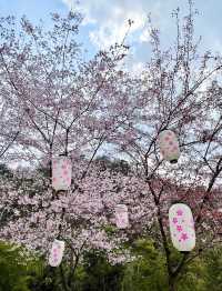 武漢清涼寨3200餘畝野櫻花競相綻放