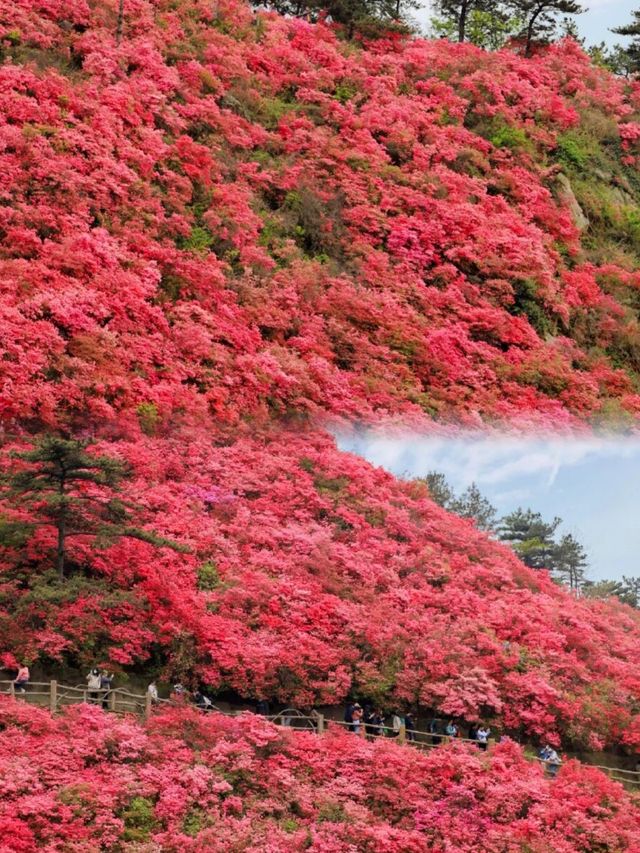 接下來的杜鵑花將是武漢浪漫賞花天花板