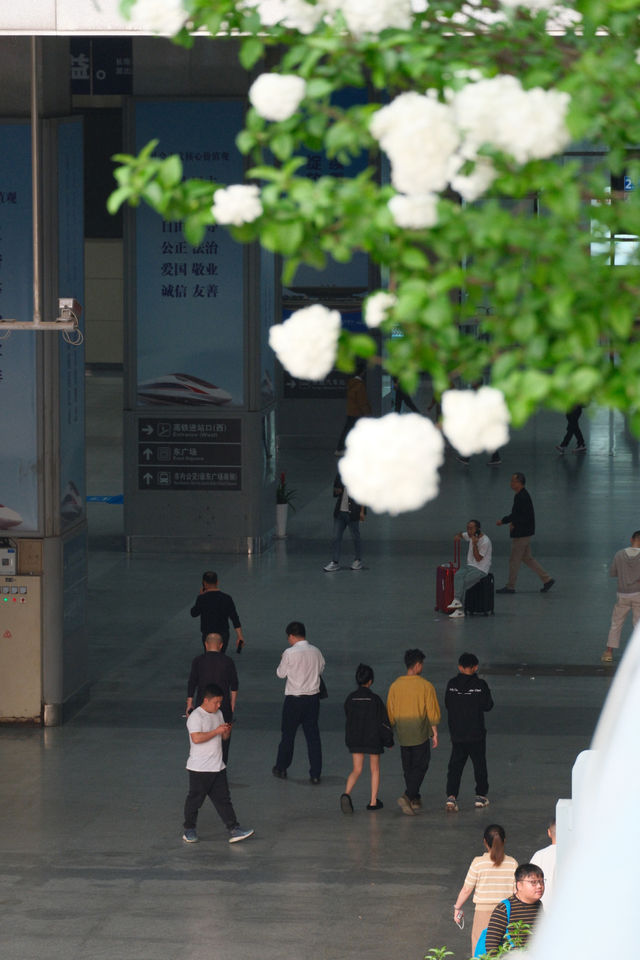 喂～老伴，我來長沙看繡球花了，你來不？