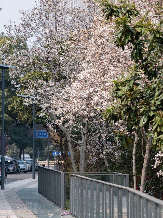 常州玉蘭花地圖三月頂流