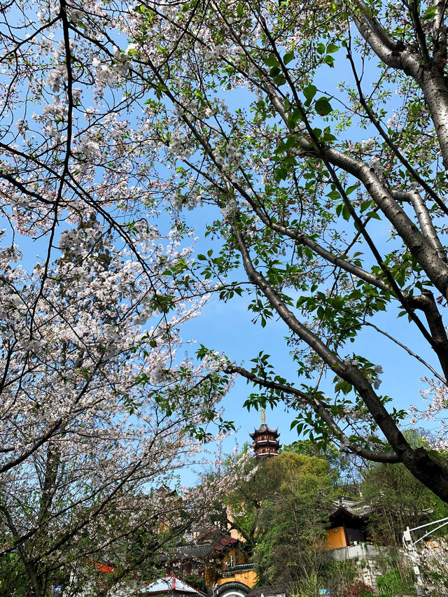 期待著，古雞鳴寺前的櫻花就要開了……